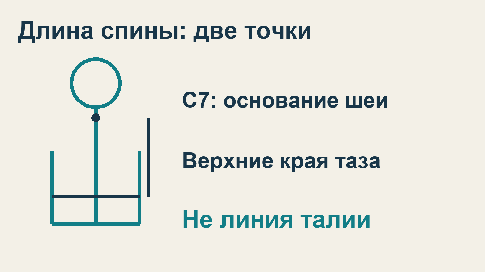 Длину спины измеряют от C7 до уровня верхних краёв тазовых костей